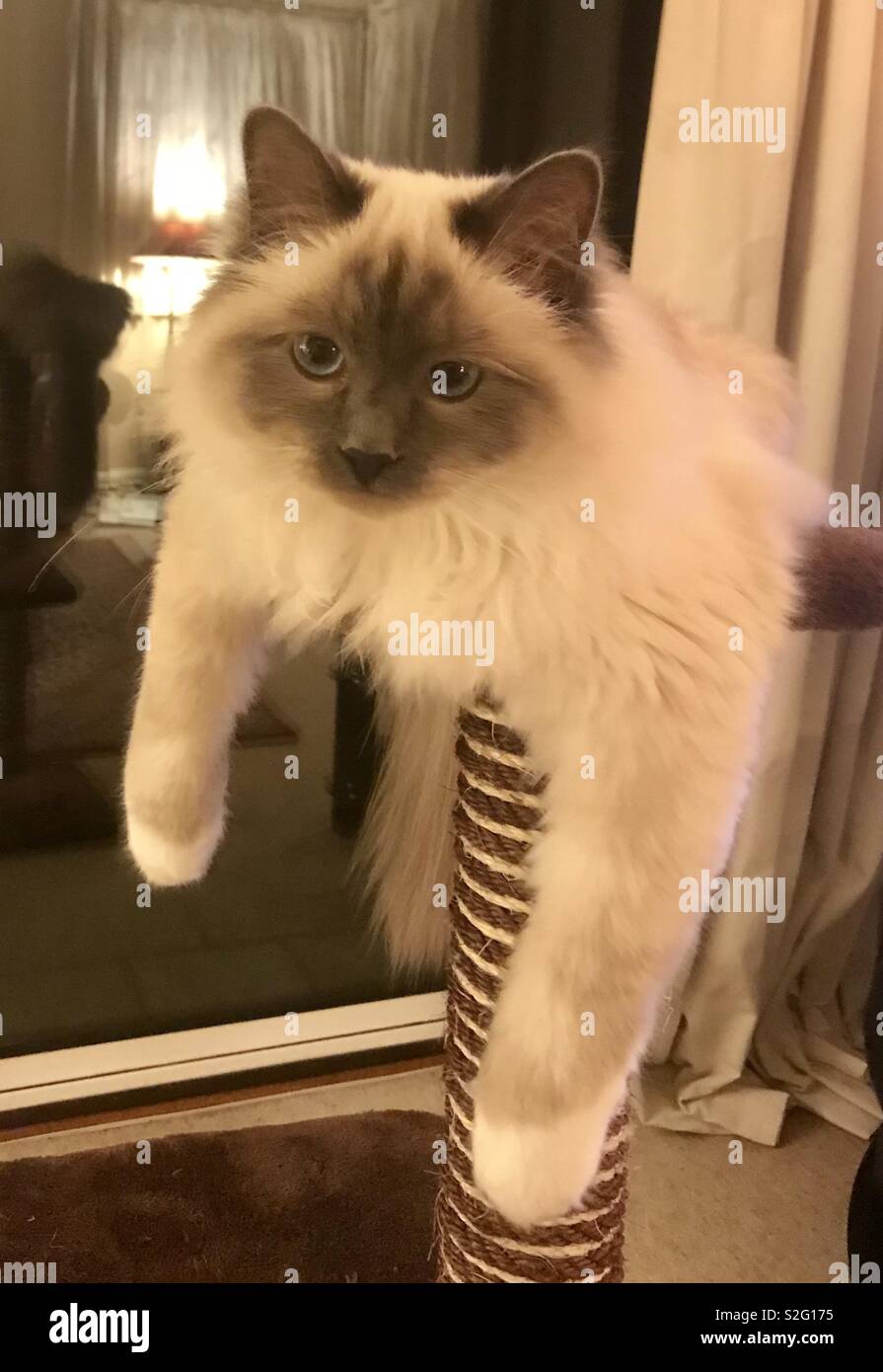 Chaton hanging out Banque D'Images