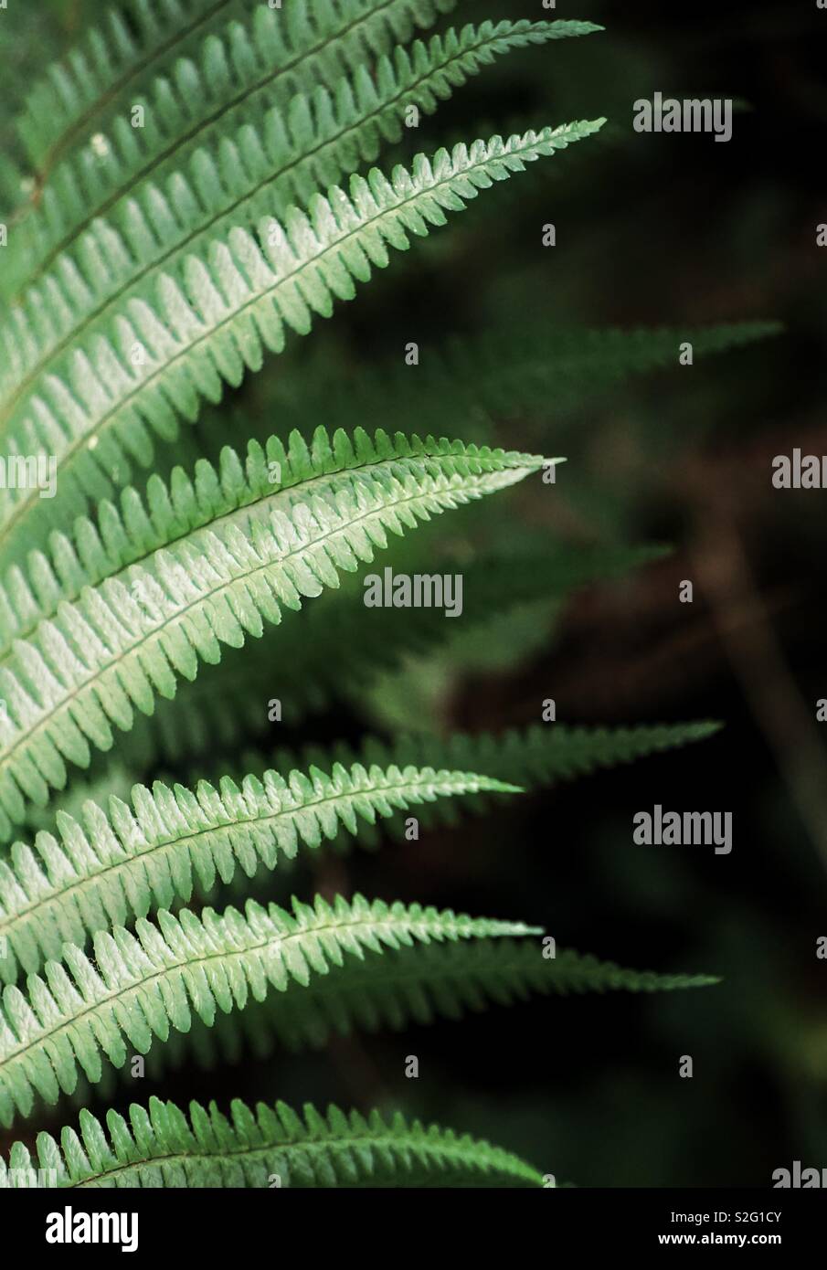 Abstract green texture plante fougère Banque D'Images