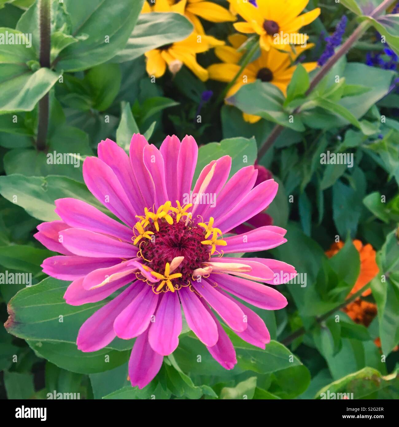 Zinnia rose fleur en jardin avec marguerites Gloriosa jaune Banque D'Images