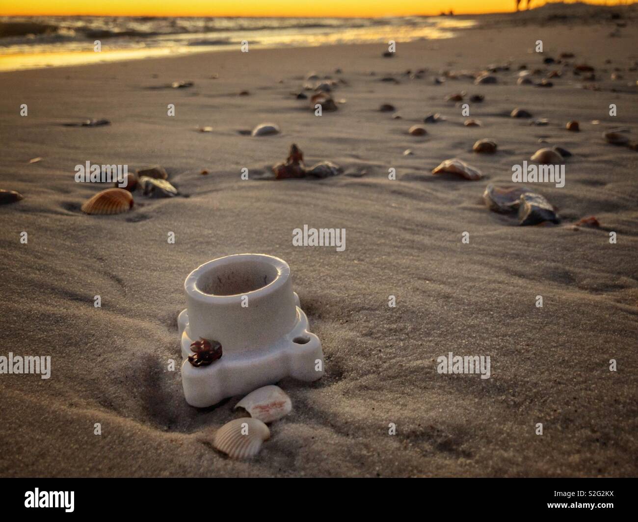 La douille en porcelaine un taquet fixe prise sur la plage parmi les coquillages à Dauphin Island, Alabama. Banque D'Images
