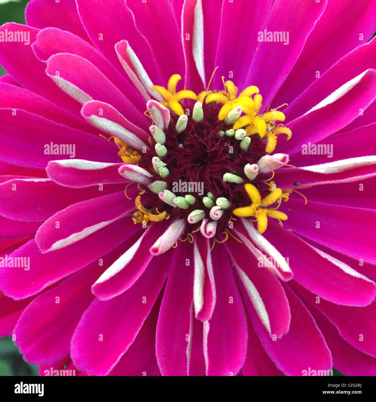 Fleur Rose zinnia - Image de stock capturée avec un smartphone