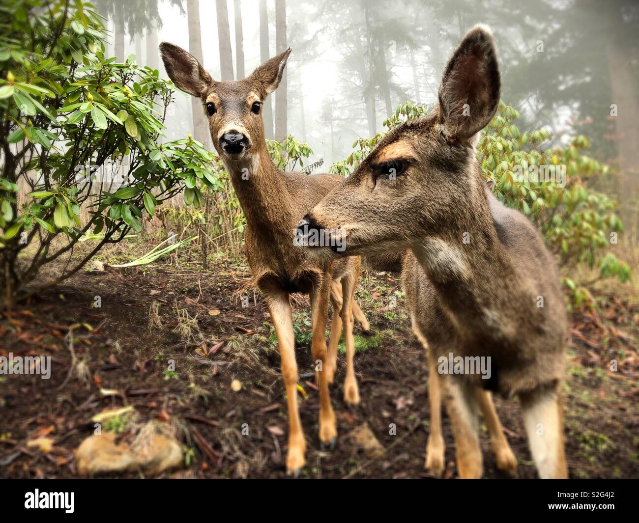 Deux cerfs à queue noire, de près, dans l'Oregon, USA. Banque D'Images