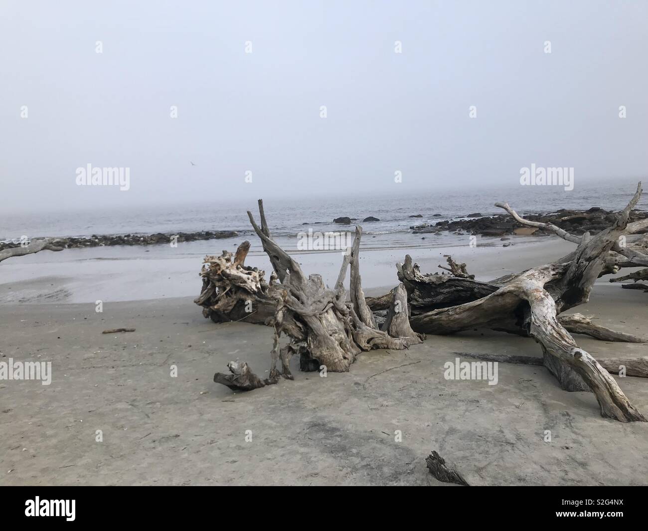 Driftwood Beach fog Banque D'Images