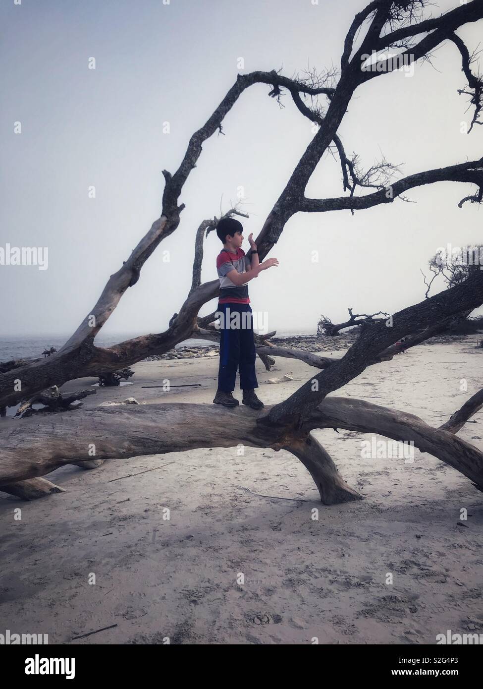 Boy climbing tree beach Banque D'Images
