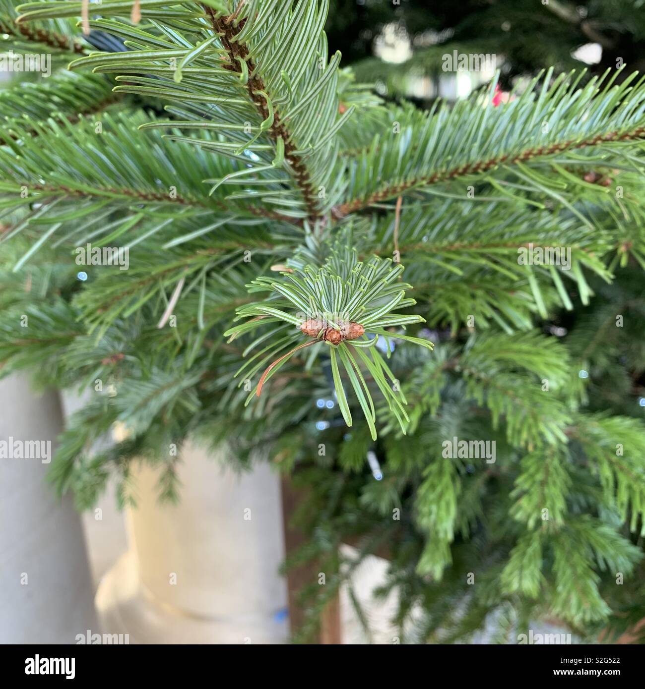 Près de l'arbre de Noël Banque D'Images