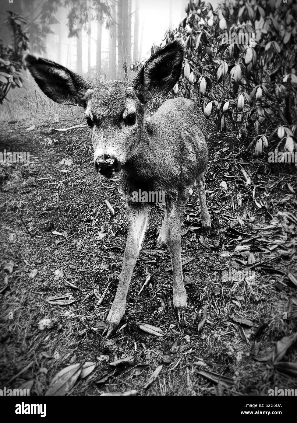 Un jeune cerf à queue noire dans l'Oregon, USA. Banque D'Images