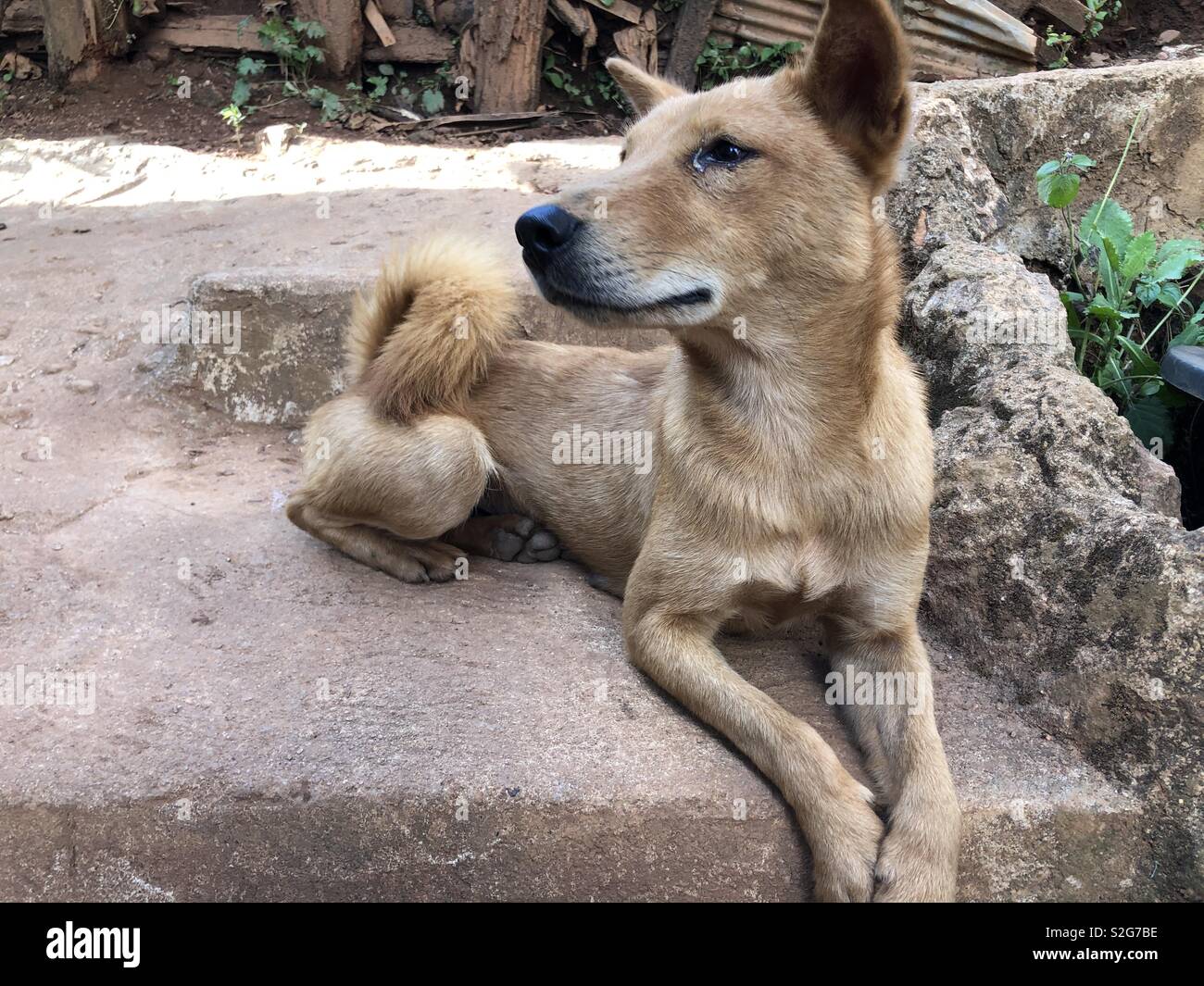 De couleur beige chien de rue en Thaïlande à la recherche sur l'épaule droite Banque D'Images