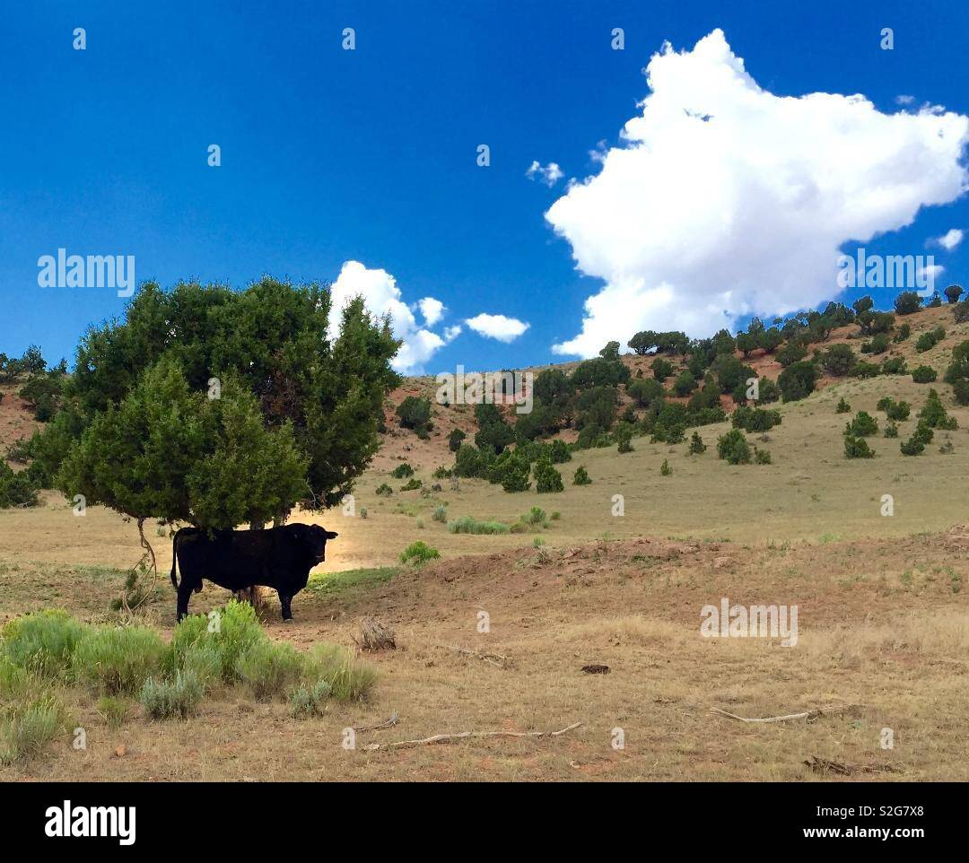 Grand taureau noir à l'ombre sous un arbre, au Wyoming, USA Banque D'Images