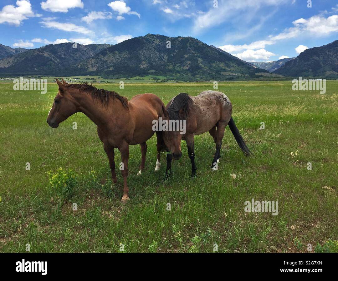 Deux beaux chevaux brouter sur les pâturages du Wyoming. Banque D'Images