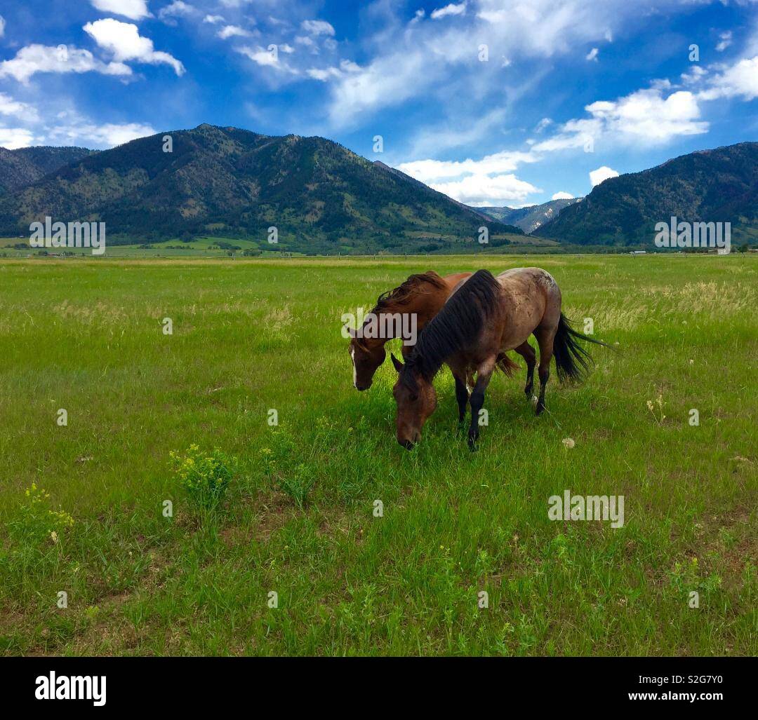 Deux beaux chevaux brouter sur les pâturages du Wyoming. Banque D'Images