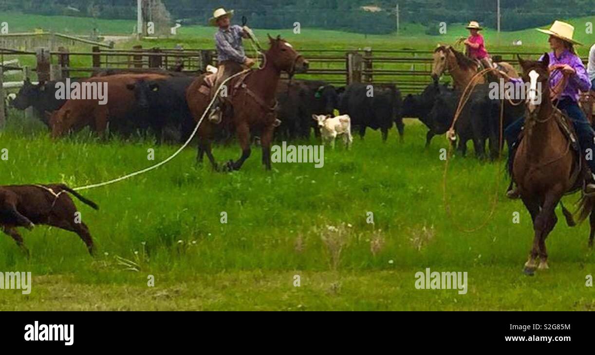 Wyoming Cowboys sur un round up de bétail Banque D'Images