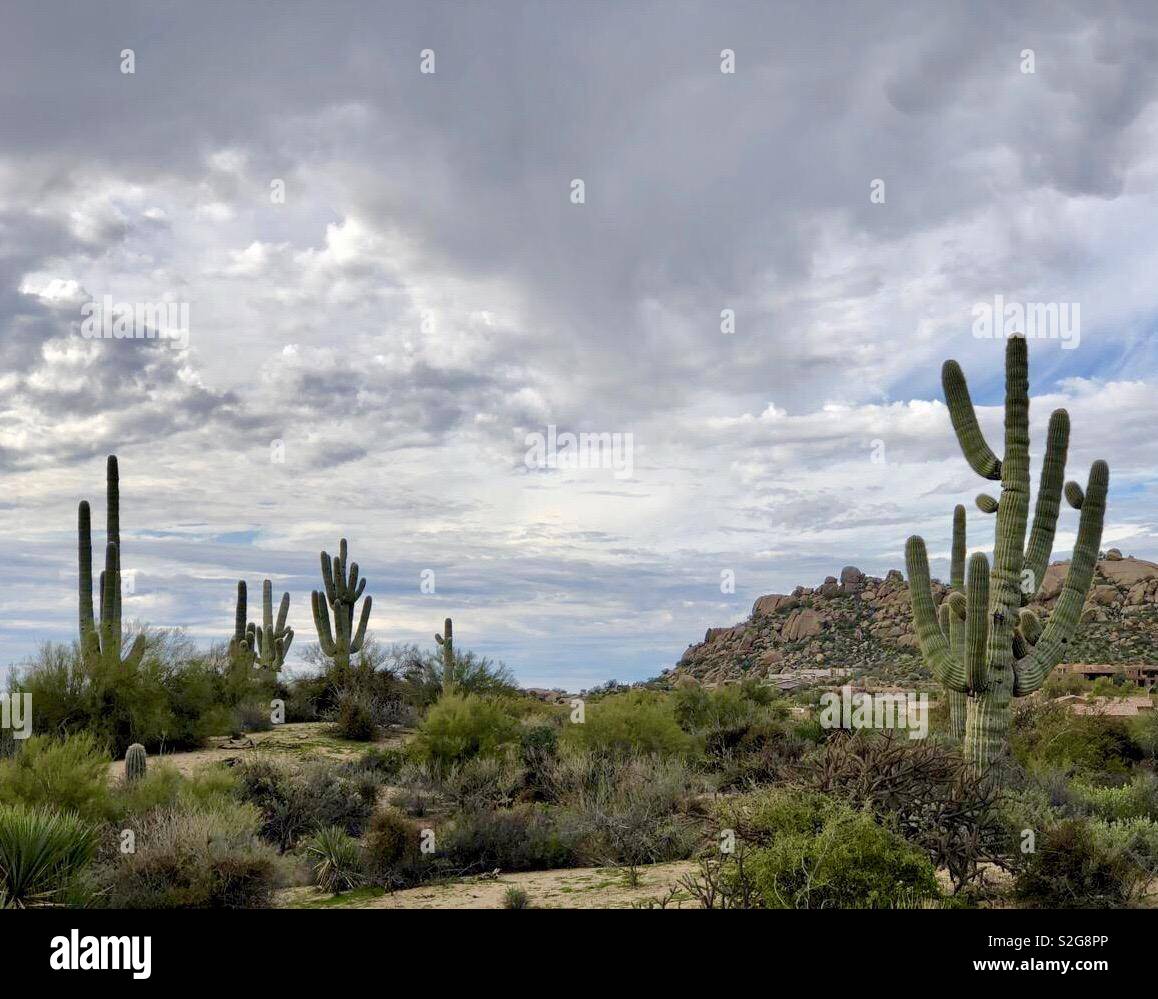 Désert Saguaro Banque D'Images