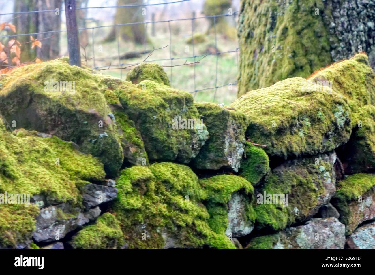 Moss sur mur de pierre à la campagne Banque D'Images