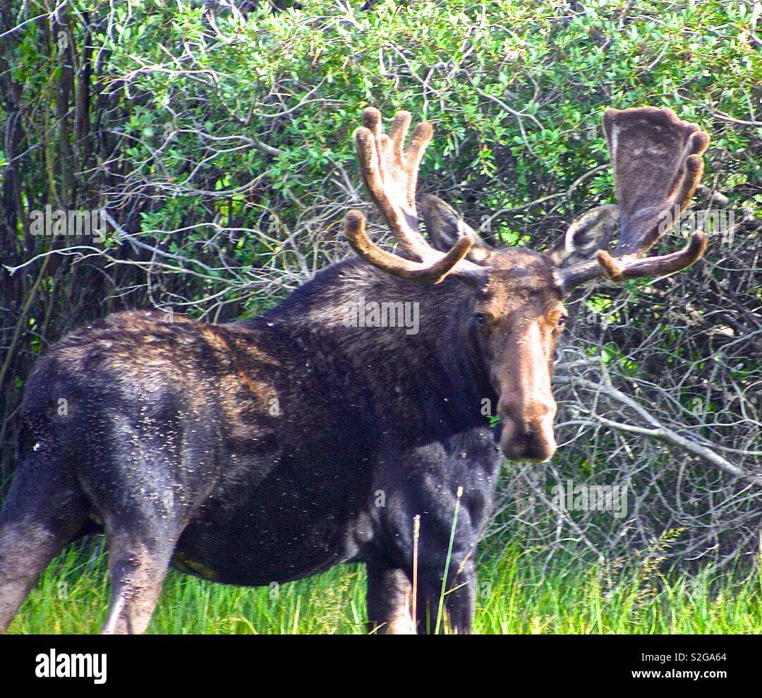Un vieux Bull Moose à regarder les cadreurs dans Wyoming Banque D'Images