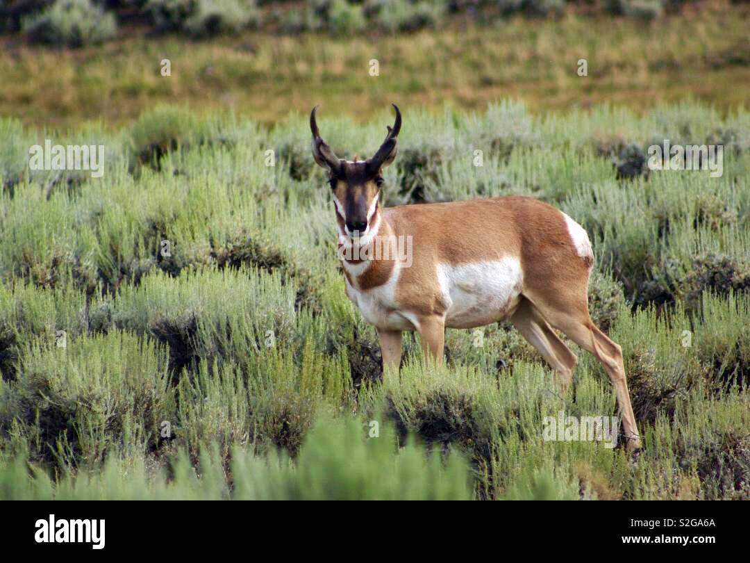 L'antilope dans le Wyoming Prairie Banque D'Images