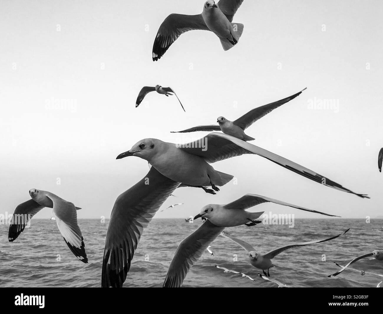 Mouette en vol, en mer d'Oman à Mumbai. Banque D'Images