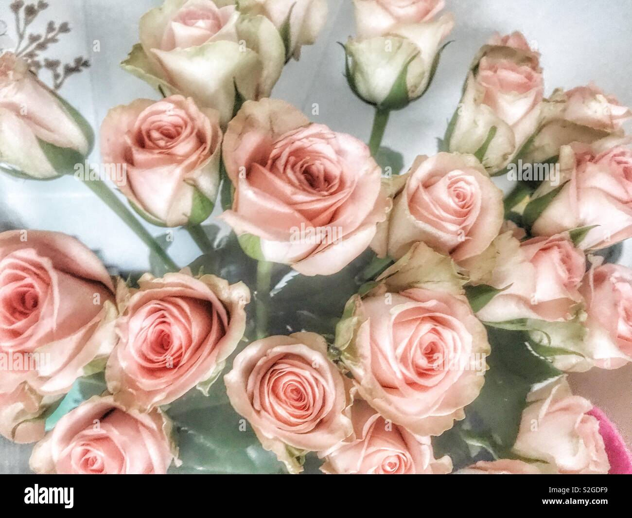 Bouquet de roses roses. Banque D'Images