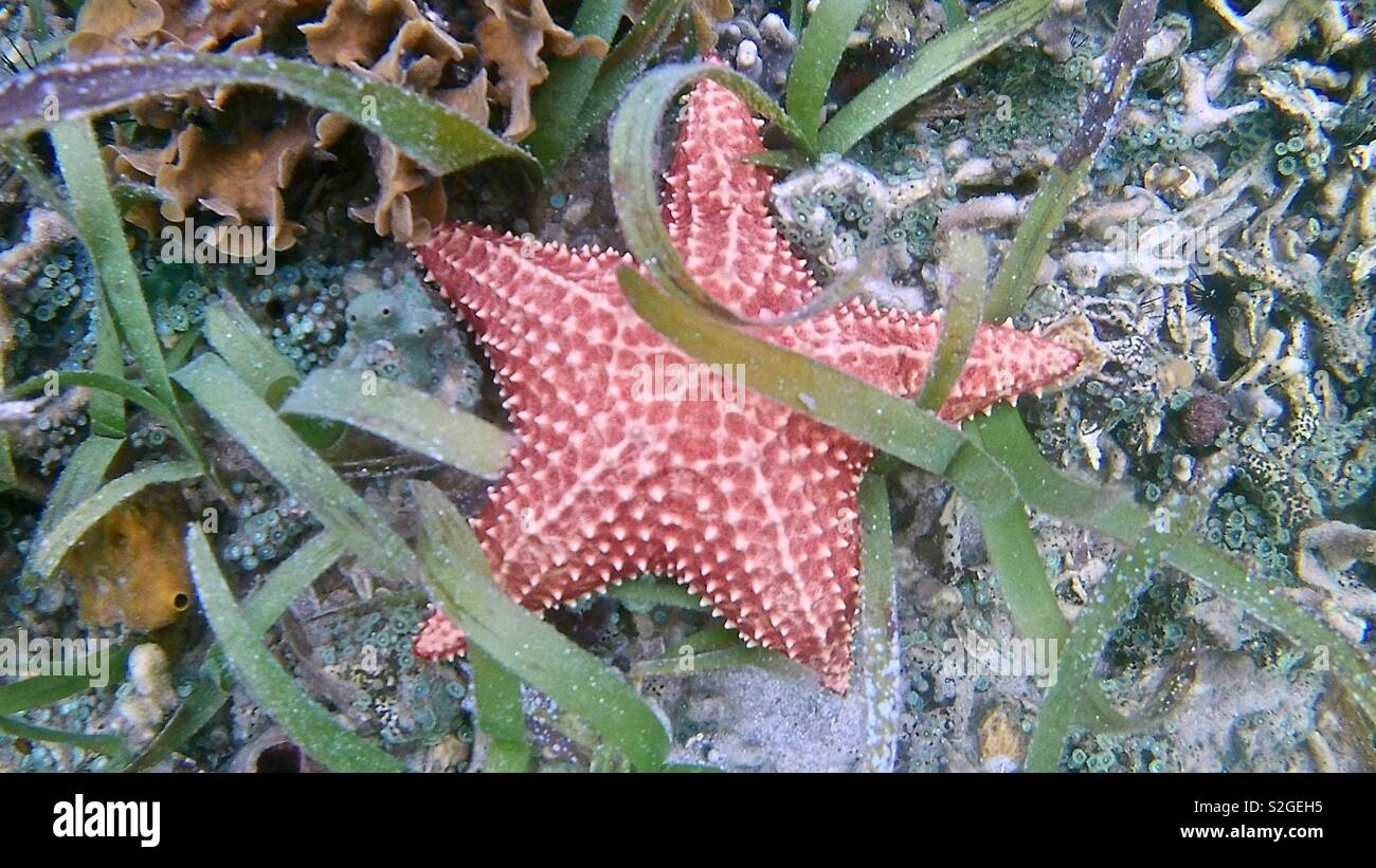 Sous l'étoile rouge emmêlée dans les plantes sous-marines Banque D'Images