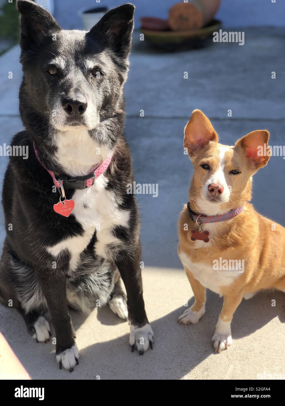 Deux chiens assis dans le soleil Banque D'Images