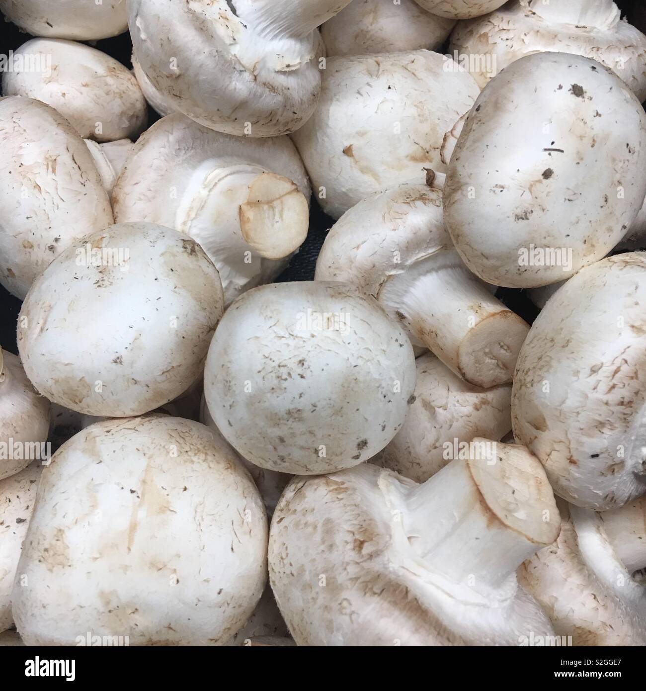 Champignons blancs fraîchement cueillies - Image de stock capturée avec un smartphone