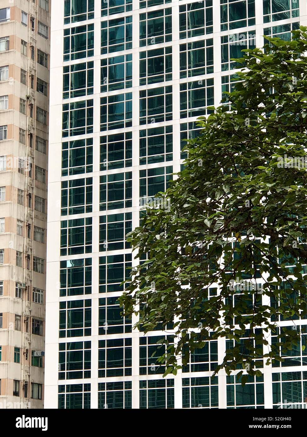 Arbre en face du bâtiment de bureaux - Image de stock capturée avec un smartphone
