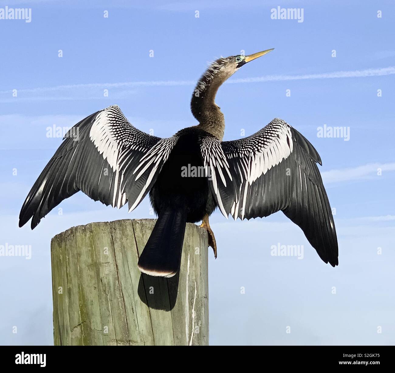 Un Sauvage Anhinga (Anhinga anhinga) sèche, elle ses plumes sur un quai en Floride - Image de stock capturée avec un smartphone