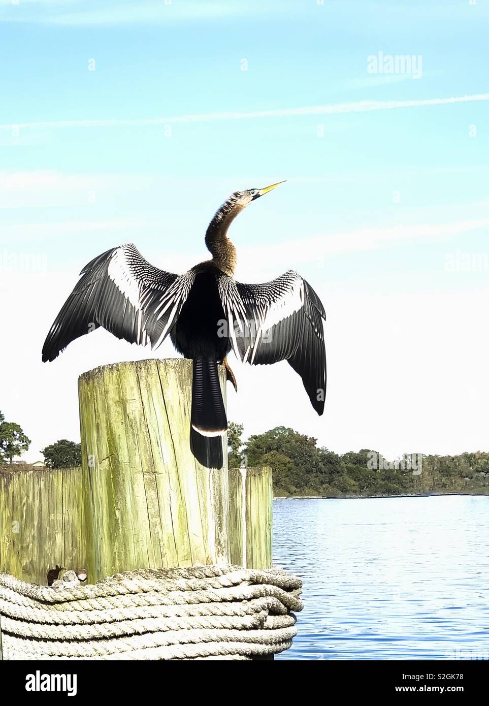 Un Sauvage Anhinga (Anhinga anhinga) sèche, elle ses plumes sur un lac Dock en Floride - Image de stock capturée avec un smartphone