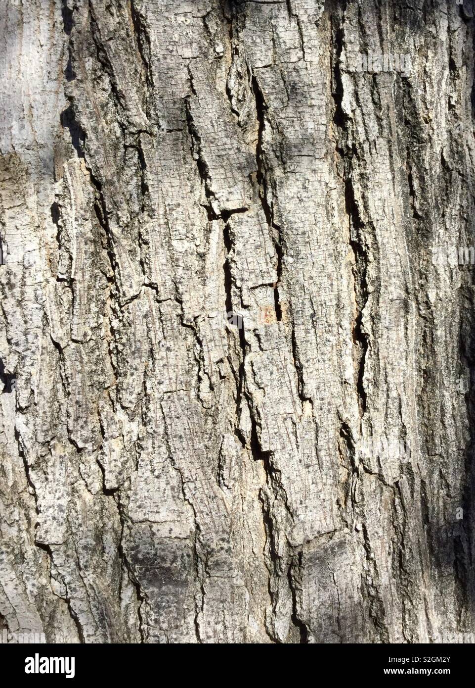 L'écorce des arbres, gris p, textures rugueuses. Libre Banque D'Images
