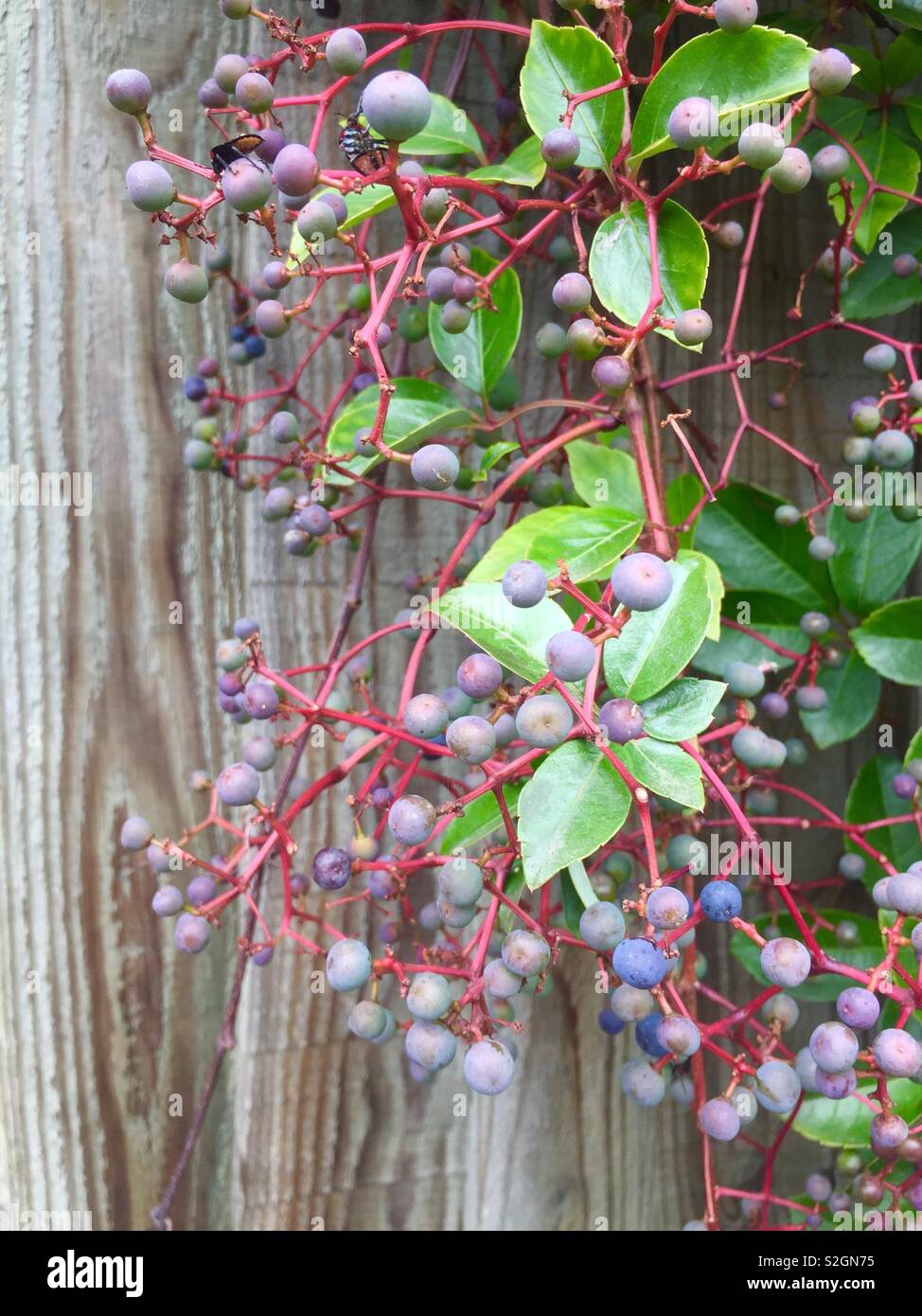 Vigne vierge, Parthenocissus quinquefolia, une plante grimpante, avec de petits fruits bleu-noir en automne. Vitaceae. Plantes ornementales, pas comestibles. London UK Banque D'Images