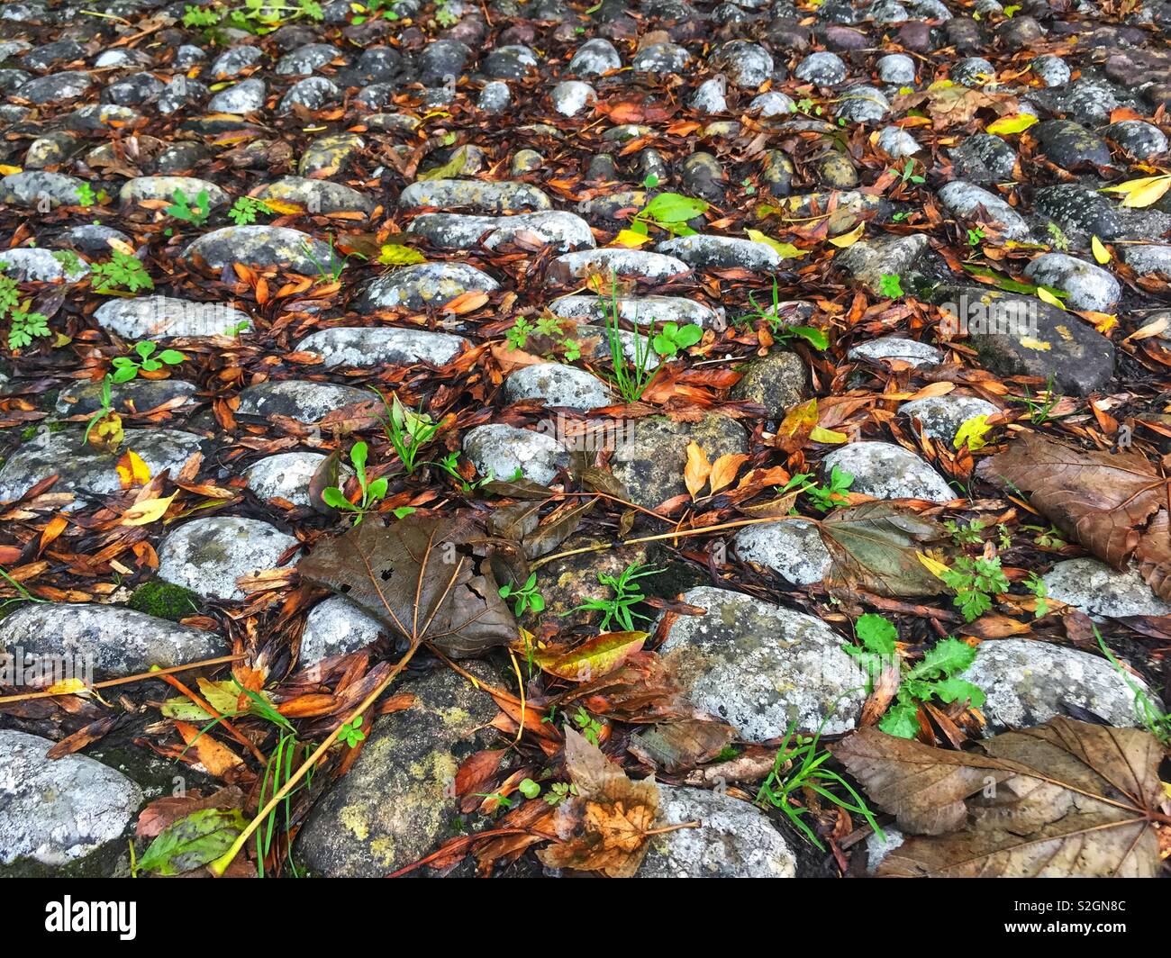 La fin de l'automne les feuilles tombées humide chemin pavé sur l'Irlande en septembre 2018 Banque D'Images