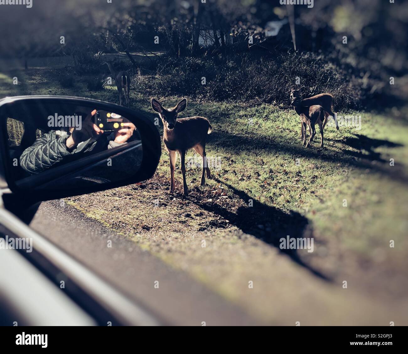 La famille cerf curieux qui pose pour des photos de la voiture Banque D'Images