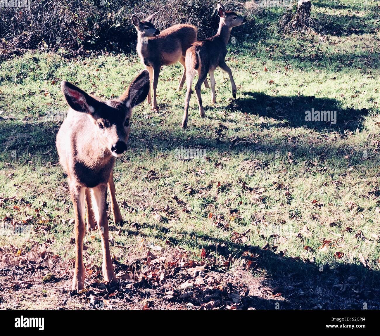 Curieux deer family posing for photos Banque D'Images