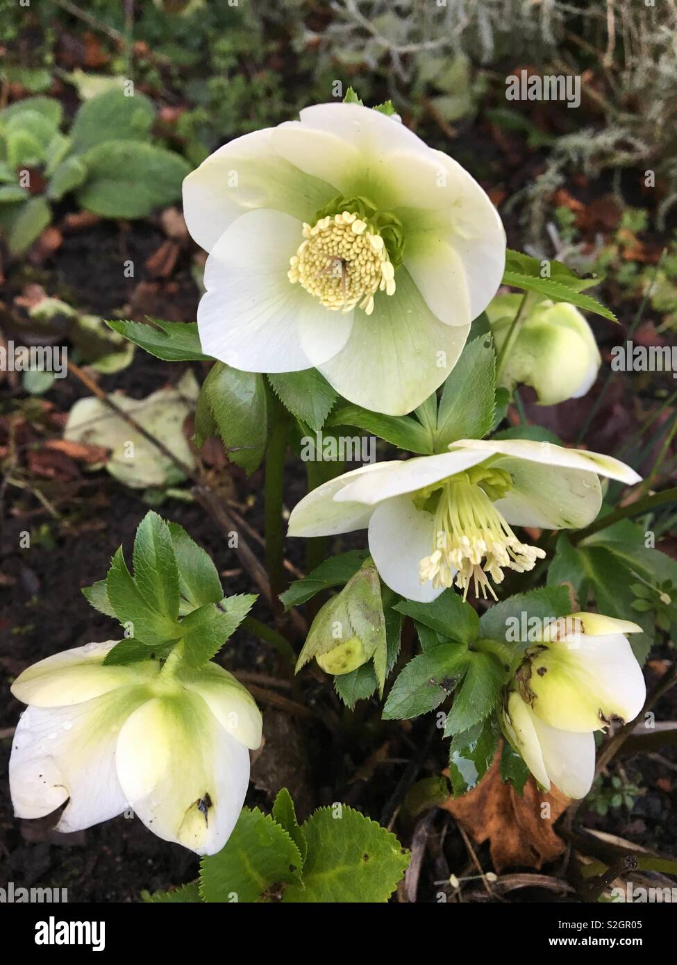 L'Helleborus niger hellébore d'hiver Banque D'Images