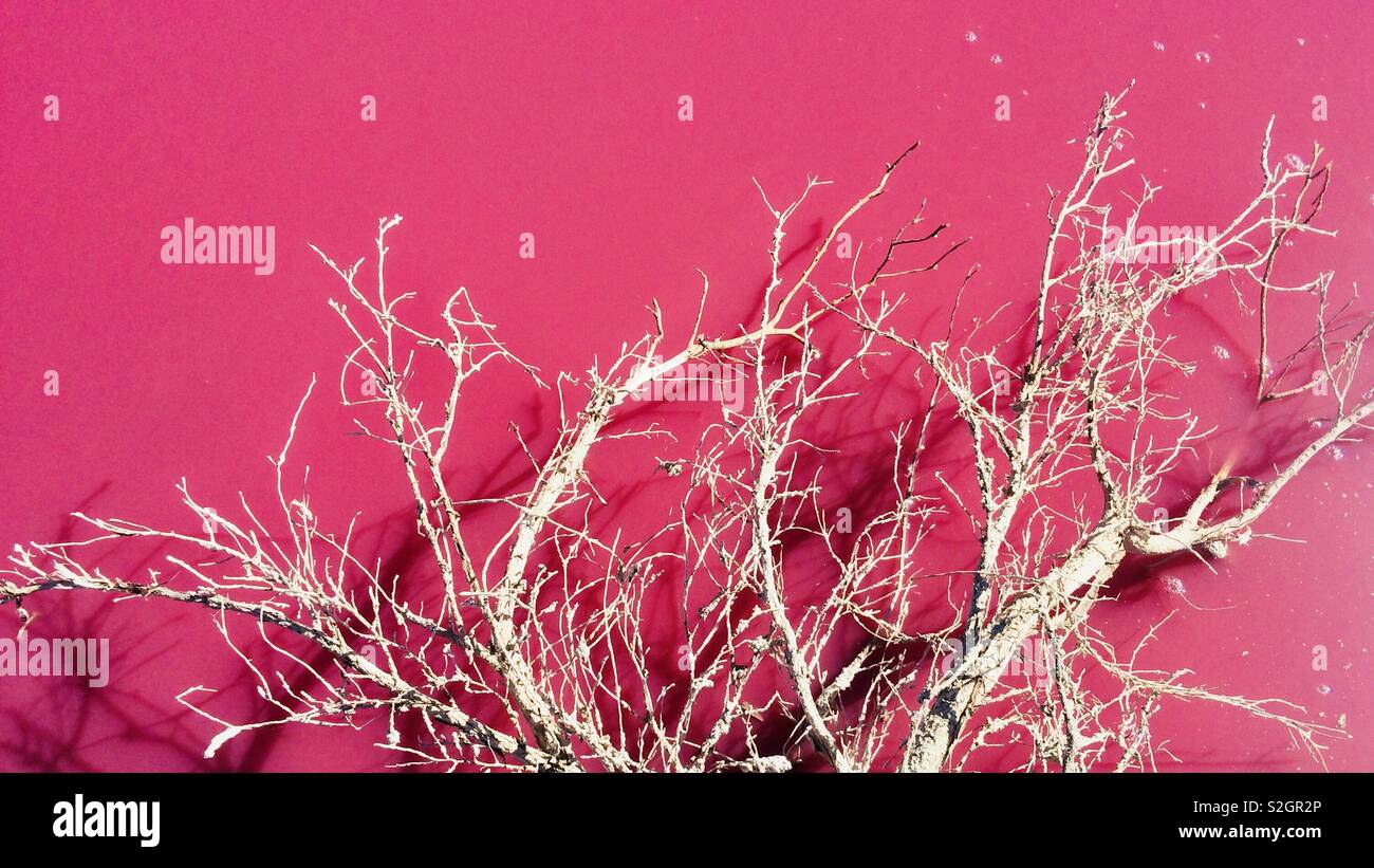 Un bâton blanc mort en face d'un lac rose naturellement. Banque D'Images