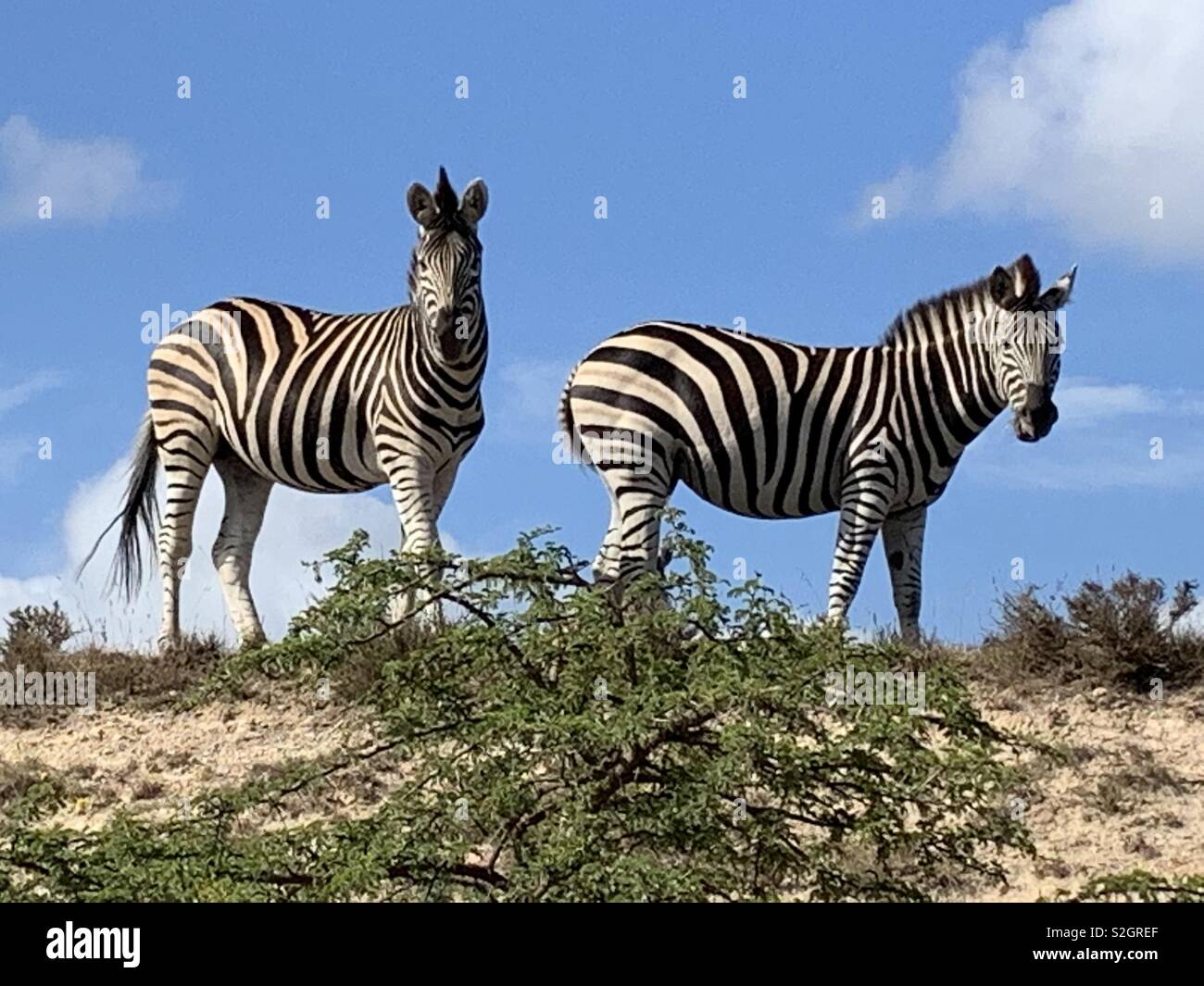 South African zebra Banque D'Images