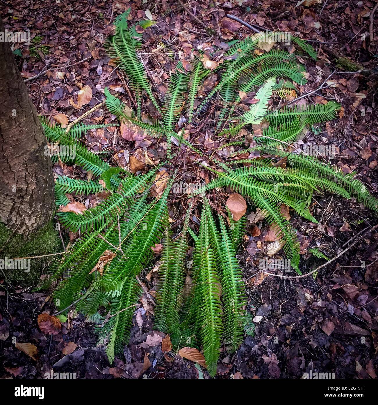 Hard fern, Blechnum spicant Banque D'Images