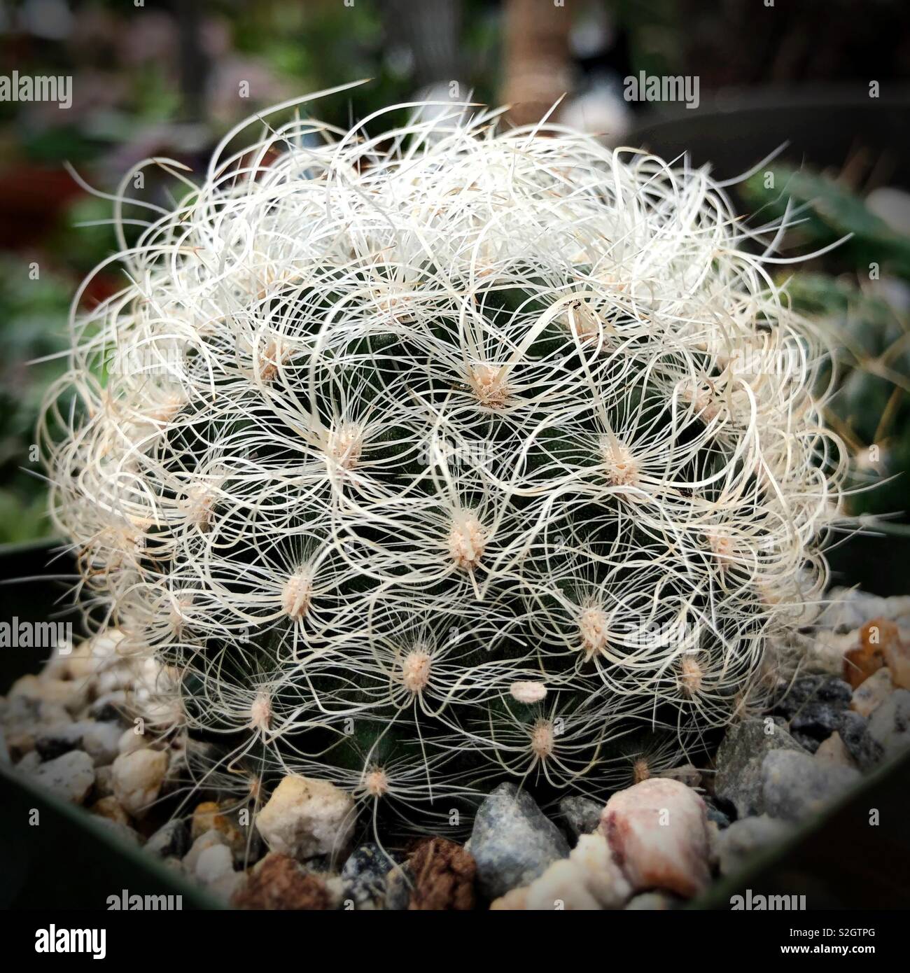 Close up d'un cycle de cactus. Banque D'Images