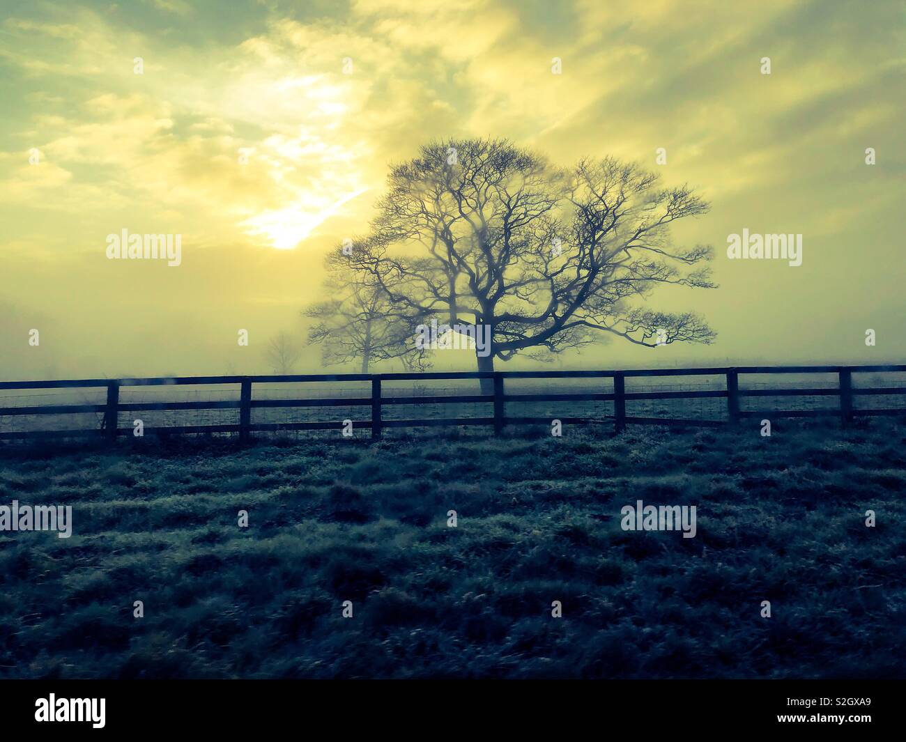 Hiver faible soleil derrière une silhouette d'arbre sans feuilles - Image de stock capturée avec un smartphone