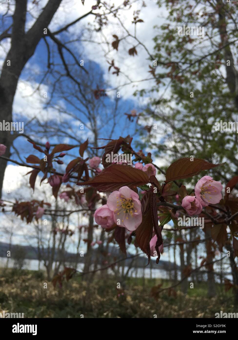 Sakura en fleurs le long des routes du Japon Banque D'Images