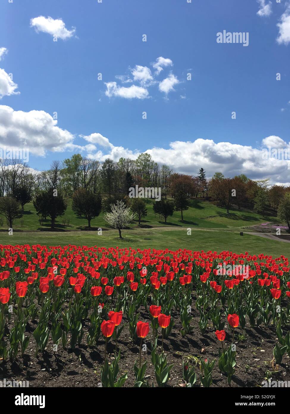 Tulipes rouges avec ciel bleu. Banque D'Images