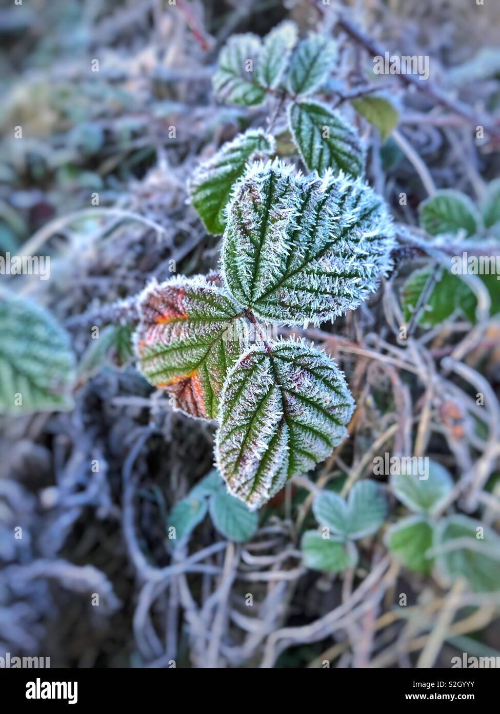 Frosty bramble feuilles, Janvier Banque D'Images