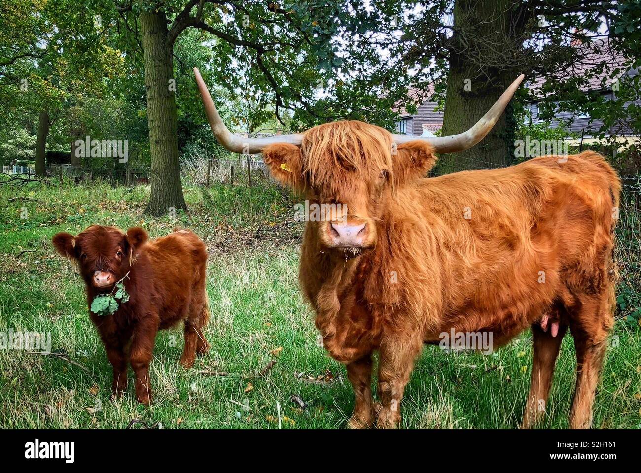 Highland cattle et bébé. Banque D'Images