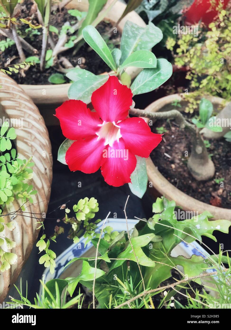 Une fleur de couleur vive. - Image de stock capturée avec un smartphone