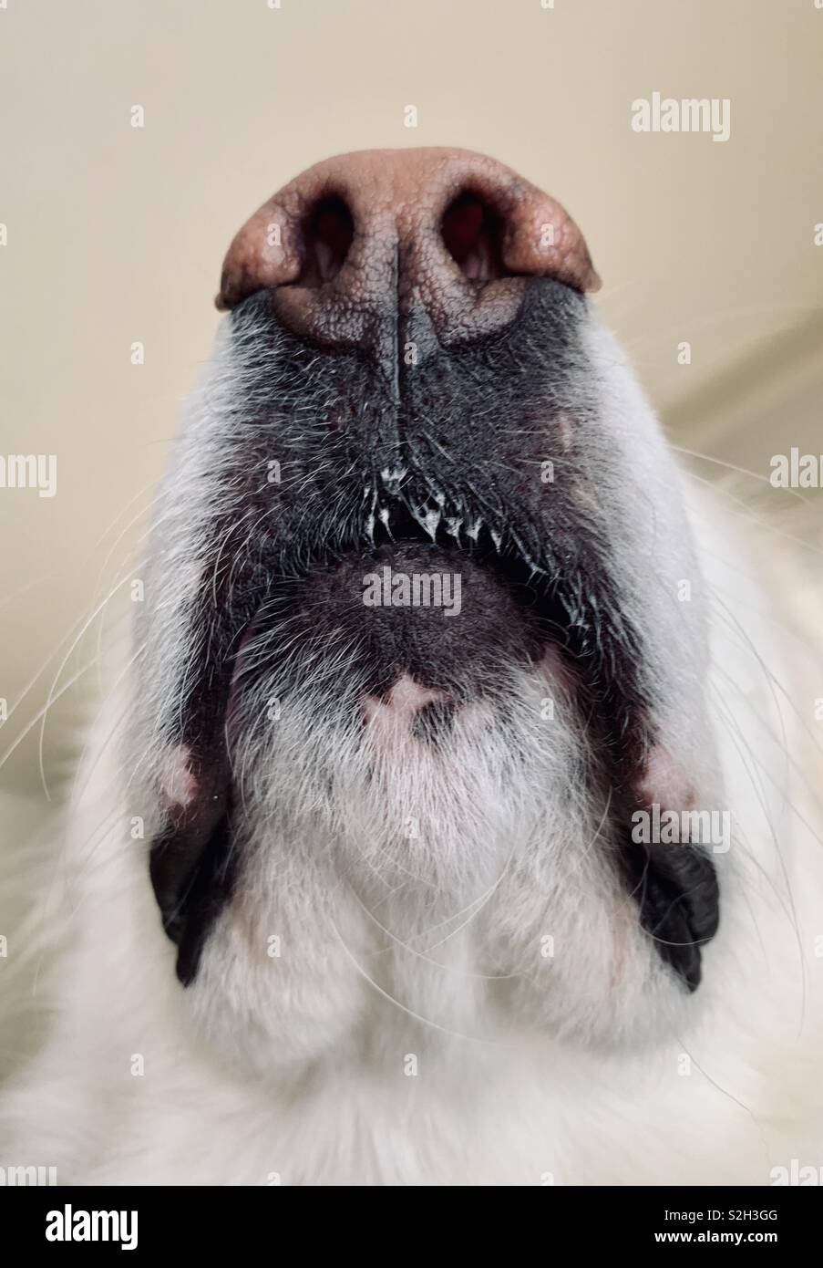 Nez de chien de près - Image de stock capturée avec un smartphone