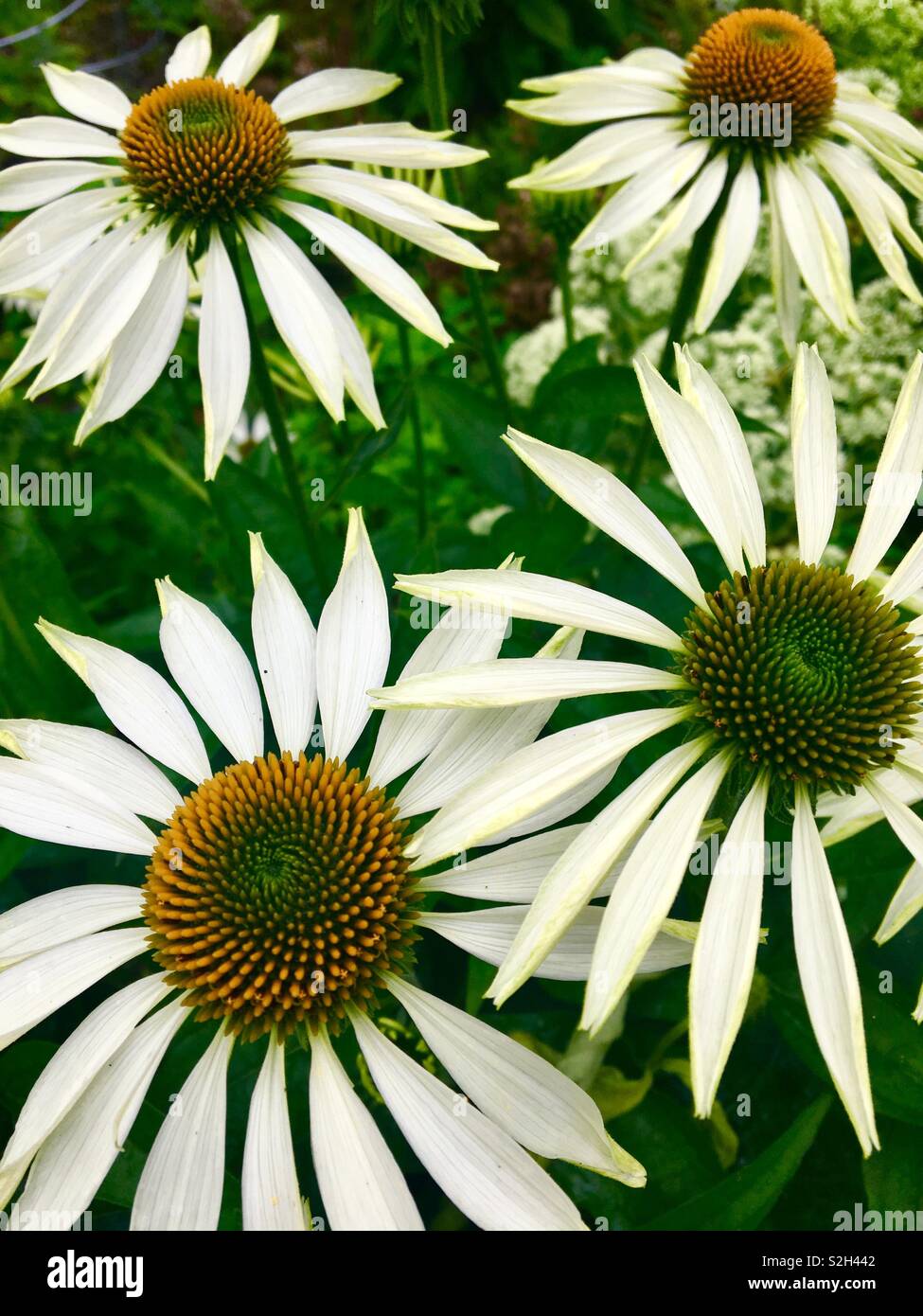 En fleur fleurs Échinacée - Image de stock capturée avec un smartphone