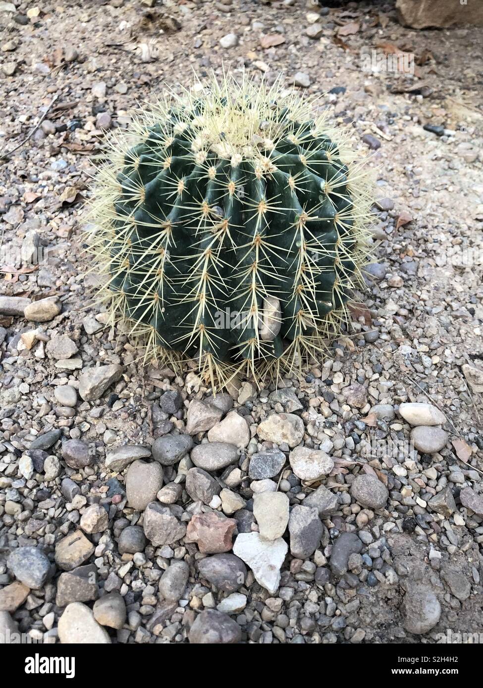 Un cactus poussant dans le sable/roche - Image de stock capturée avec un smartphone
