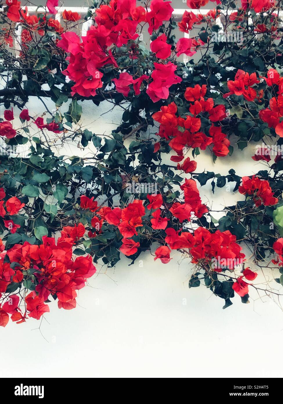 Fleurs de bougainvilliers rouges Banque D'Images