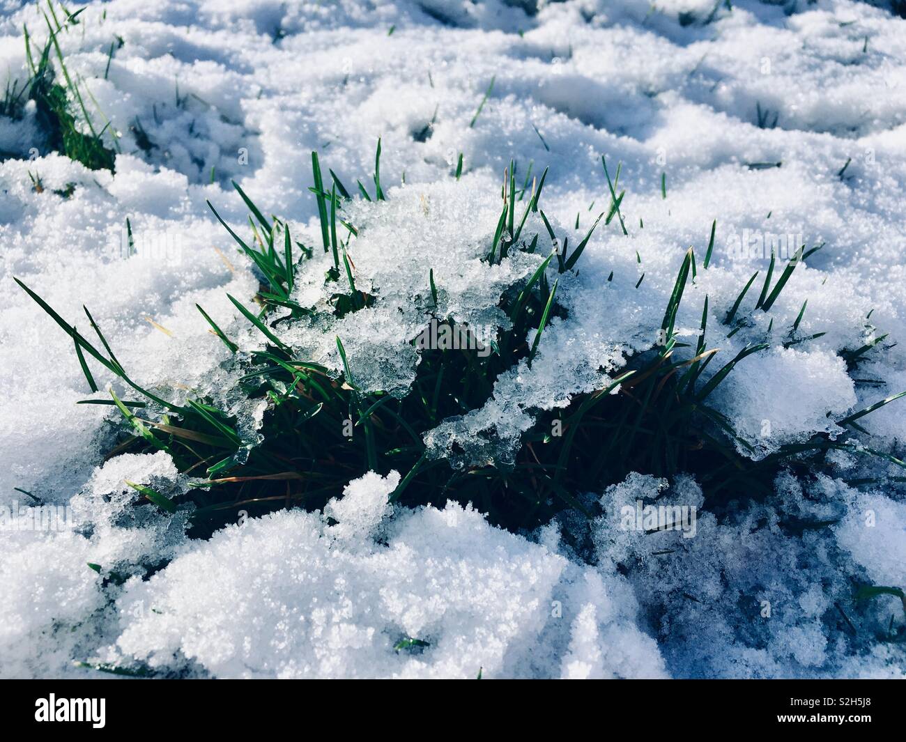 Les lames vertes d'herbe poussant à travers une couche de neige. Banque D'Images