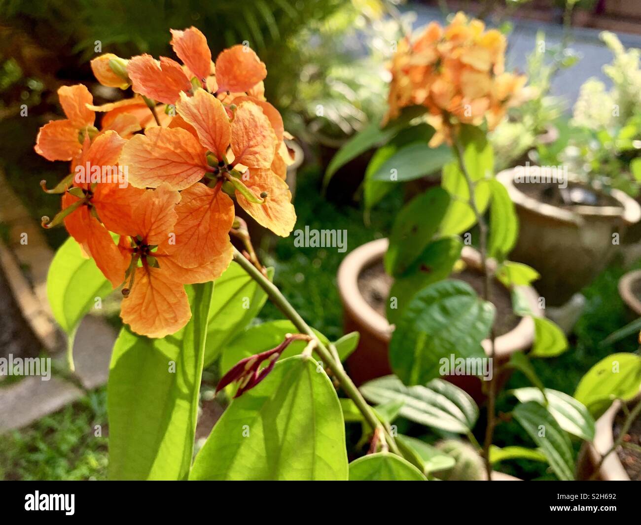 Fleur de lisse senna Banque D'Images