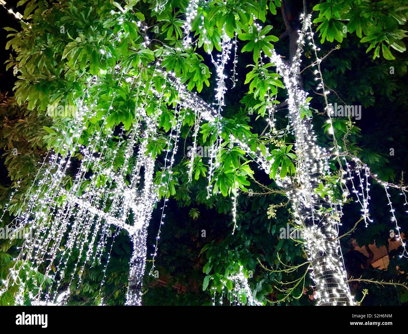 Les arbres illuminés la nuit, low angle view Banque D'Images